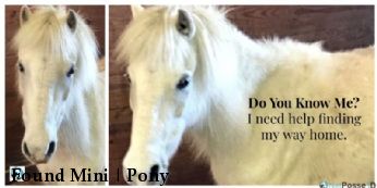 Found Mini | Pony